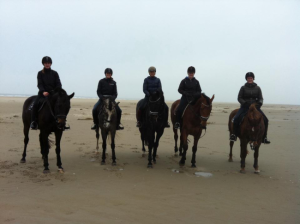 paarden op Texel