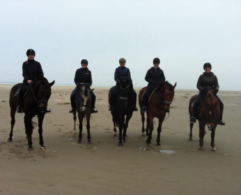 paarden op Texel