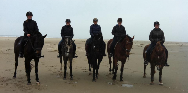 paarden op Texel