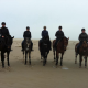 paarden op Texel