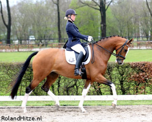 Belle Lady dressuurpaard