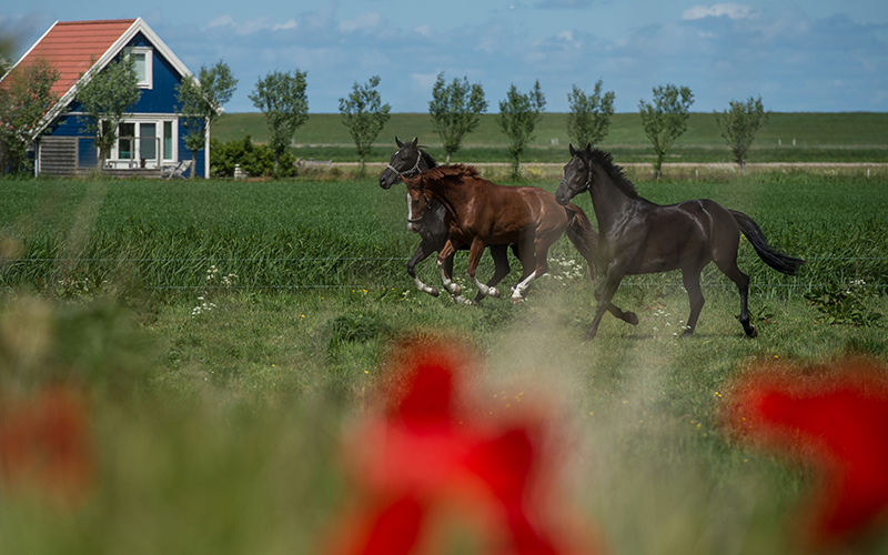 Accomodatie-vdlinde-14