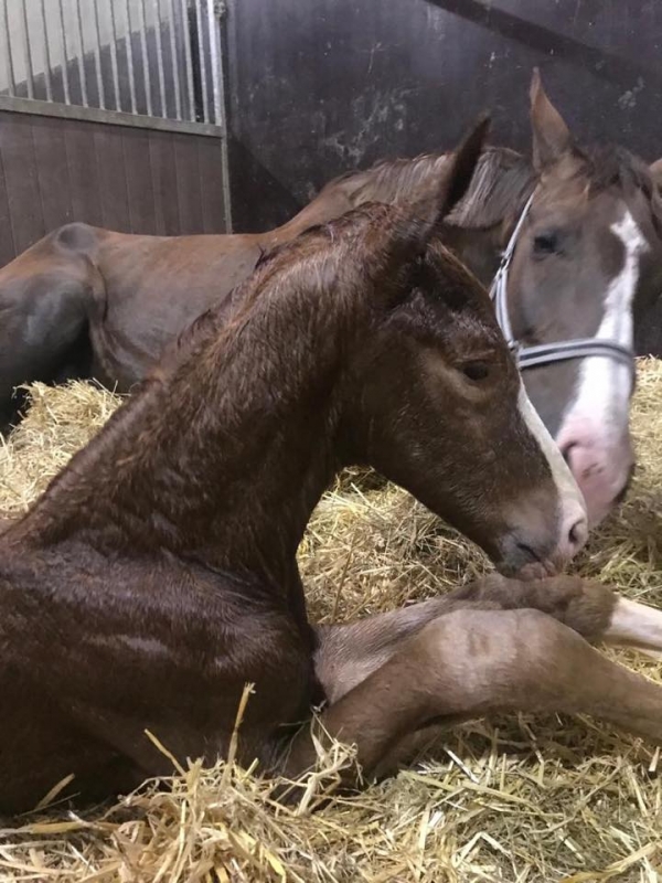 Ochtend gymnastiek excuus rechtop Twee interessante veulens te koop! – Van der Linde Stoeterij – Fokpaarden